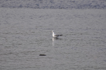 Lonely seagull costs in water. Seagull, bird, river, wild nature, animals