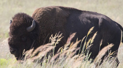 Buffalo Bull in the brush