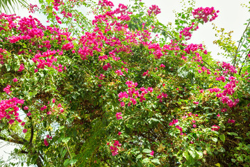 Beautiful garden, close up