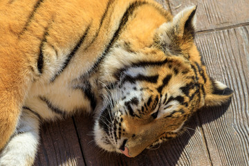 Sleeping baby tiger