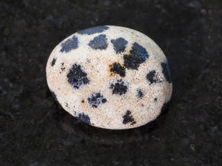 polished dalmatian stone on dark background