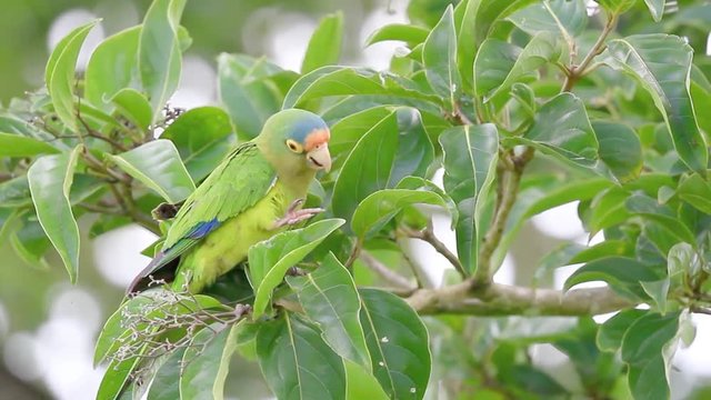 Orange Fronted Parakeet in Costa Rica