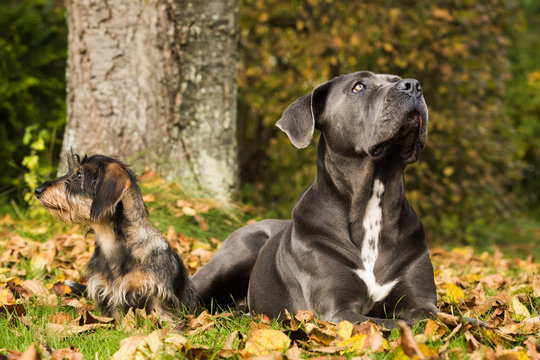 Zwei Hunde im Herbstlaub