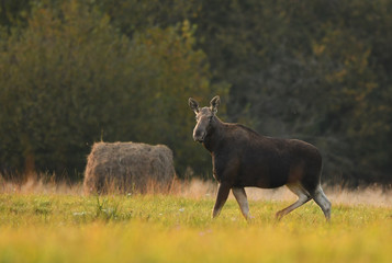 Moose (ALces alces)