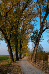 Autunno viale in autunno oncampagna