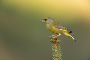 European greenfinch, Chloris chloris