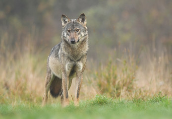 Naklejka na ściany i meble Gray wolf (Canis lupus)