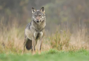 Afwasbaar Fotobehang Wolf Gray wolf (Canis lupus)