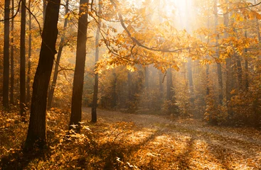 Dekokissen Herbstwald © Piotr Krzeslak