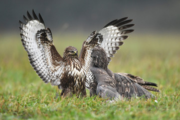 Fototapeta premium Common buzzard (Buteo buteo)