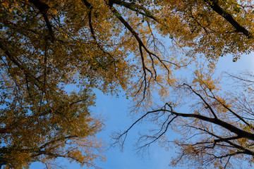 Autunno Rami colorati