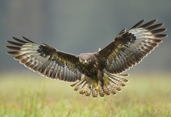Common buzzard (Buteo buteo) - obrazy, fototapety, plakaty