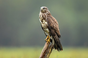 Common buzzard (Buteo buteo)