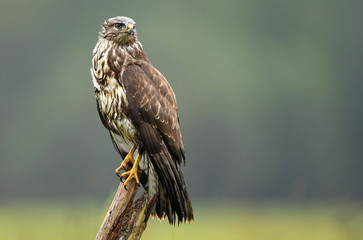 Common buzzard (Buteo buteo)