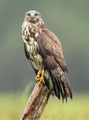 Common buzzard (Buteo buteo)