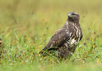 Common buzzard (Buteo buteo)