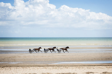 Horses trotting along the Omaha Beach in Normandy