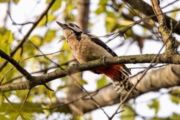 woodpecker
