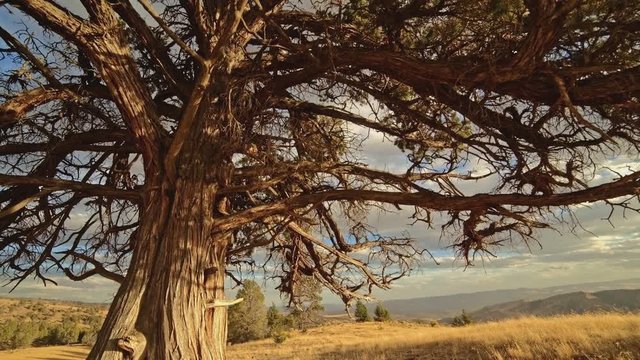 Beautiful old growth western juniper in field underneath branches at sunset