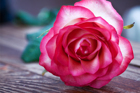 Pink rose on wooden table. Selective focus.