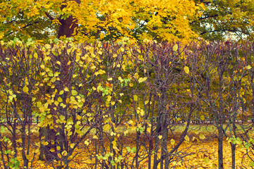 Autumn trimmed bushes in the park