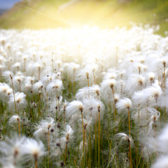 Obraz na płótnie Canvas Arctic Cotton Grass in Iceland