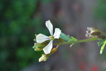 Rucola - Bl&uuml;te