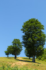 Big trees on green meadow. Three big oak tree in a meadow