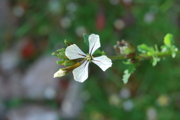 Rucola - Blüte