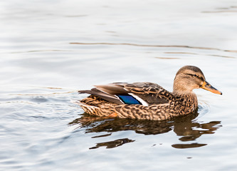 Wild duck on river