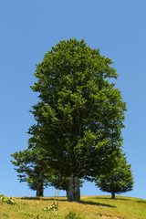 Obraz premium Big trees on green meadow. Three big oak tree in a meadow
