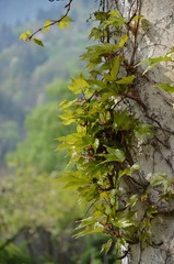 Weinlaub an alter Hausmauer im Sonnenlicht