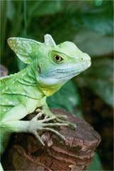 lizard