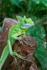 lizard