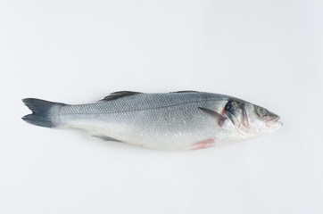 Sea bass on white background.