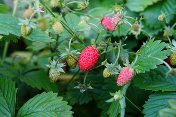 strawberries