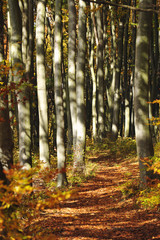 Obraz premium Beautiful forest in autumn
