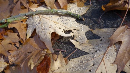 Spätherbst