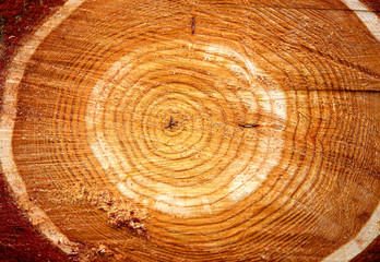 Fototapeta premium Photo background macro cut of a tree
