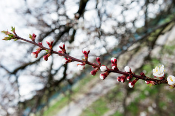 Blossoming spring tree of cherry. Season of cherry blossom.