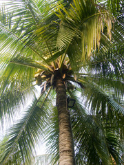 a palm tree with coconuts. branches