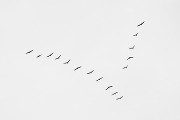Birds in a vee formation. V formation of birds. Flying birds: migration