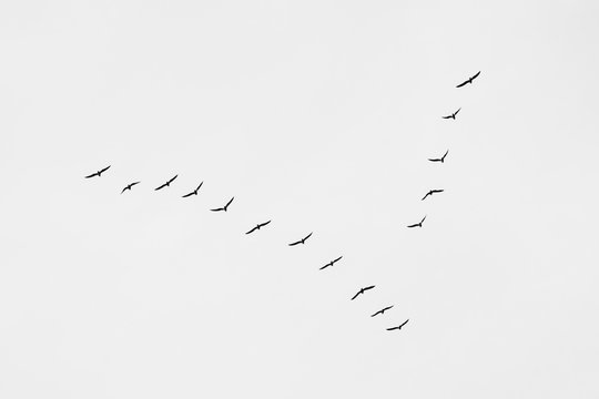 Birds in a vee formation. V formation of birds. Flying birds: migration