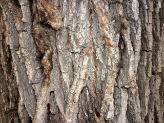 wood texture