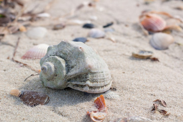 Big seashell and clams on coastal sandy beach seascape