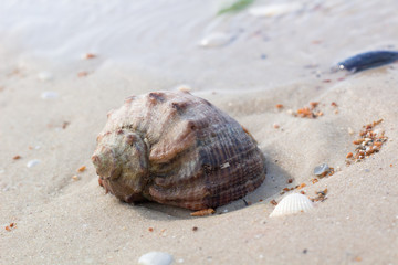 Big seashell on coastal sands, beach seascape