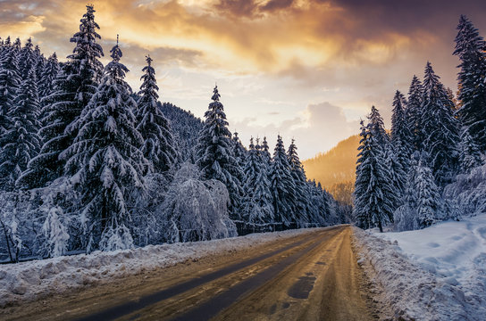 asphalt road through spruce forest at sunset. gorgeous nature scenery in winter mountains
