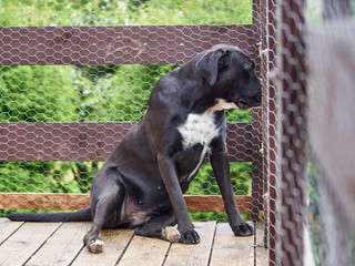 Duży czarny pies podobny do amstaffa siedzi na tarasie w letni dzień. - obrazy, fototapety, plakaty
