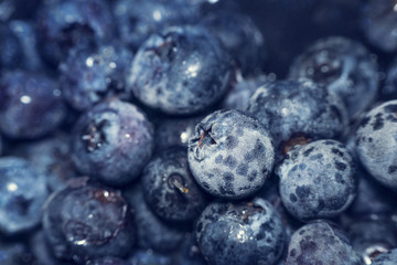 Frozen blue huckleberry also known as tall, swamp or high blueberry. Frozen blue fruits. Cold fruits background