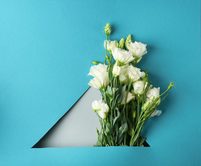 Beautiful eustoma flowers on color background